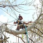 Garrett's Tree Service