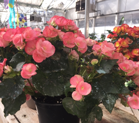 Dan Schantz Greenhouse & Cut Flower Outlet