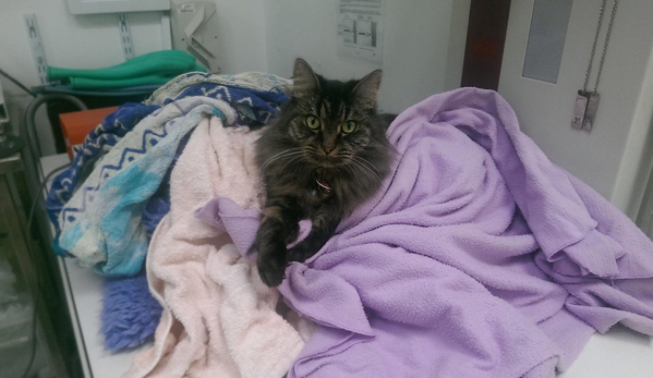 Burvale Heights Vet Hospital - Forest Hill, VIC