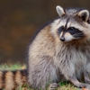 Animal Rangers Wildlife Control gallery