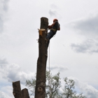 Abiding Dreams Tree Removal