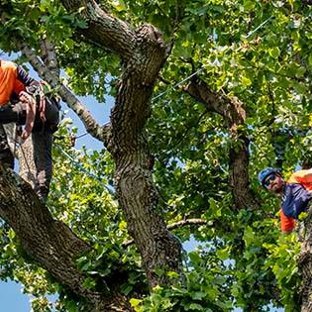 Limbwalker  Tree Service Inc - Louisville, KY