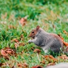 Diamondback Wildlife Removal gallery