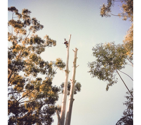 Trees of Eden