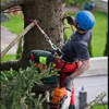 H & H Tree Services Inc gallery