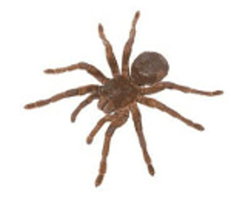 Coastal Pest Control - Romaine, TAS