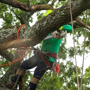 JH Tree Service & Landscaping