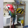 Feathers N Beaks Bird Sitting gallery