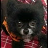 Top Notch Veterinary Service gallery