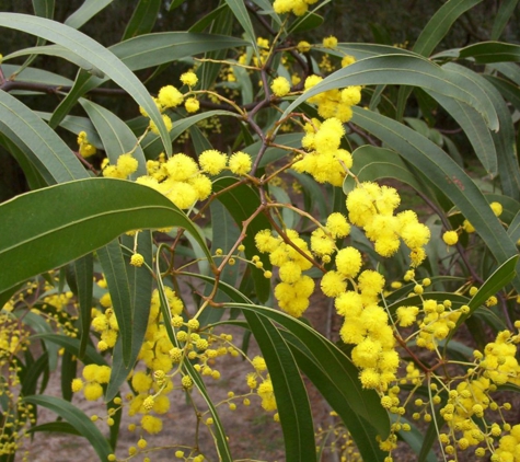 Hunter Region Botanic Gardens - Heatherbrae, NSW
