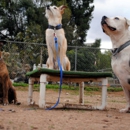 Texas Dog Training - Dog Training