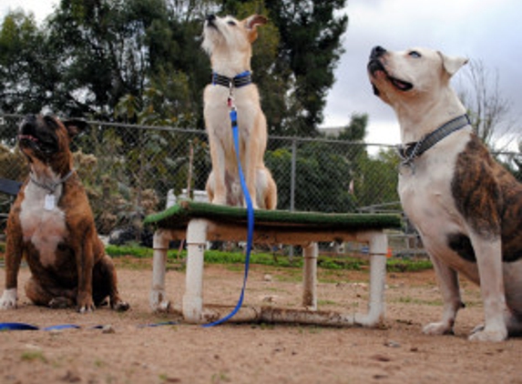 Texas Dog Training - Fort Worth, TX