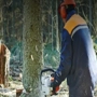 Bob's Tree Service & Stump Grinding