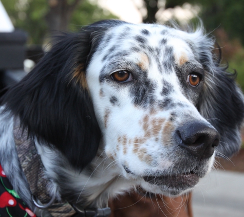 Dogs of the Feather - Fairfield, CA