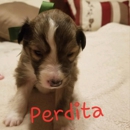 High Plains Sheltie and Border Collies - Dog Training