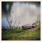 Brazos Bend State Park