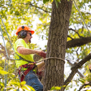 Arrow Tree Service - Springfield, MA