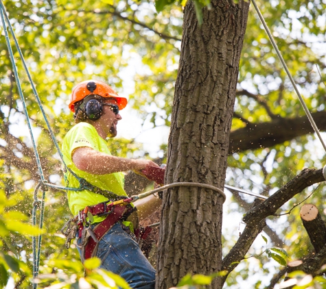 Arbor Tree Care - Philadelphia, PA