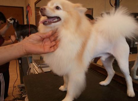 Eldorado Pet Grooming - Mckinney, TX