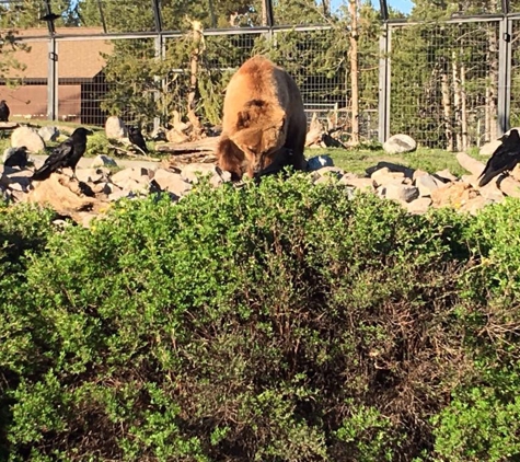 Grizzly & Wolf Discovery Center - West Yellowstone, MT