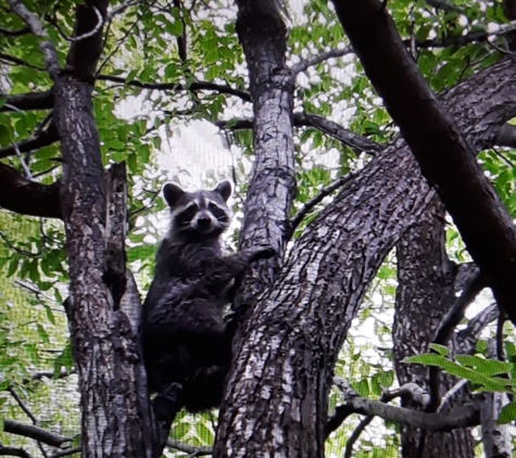 Can Catch Varmint Control - Port Huron, MI. Raccoon being relocated