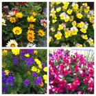 Plumb Farms Nursery & Flowers