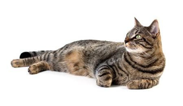 Valley Veterinary Surgery Pty Ltd - Walkerston, QLD
