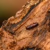 Corsello & Sons Pest Control gallery
