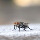 Whitaker Wildlife & Pest Removal - Pest Control Equipment & Supplies