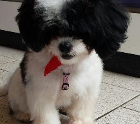 For Pet's Sake Grooming - New Rochelle, NY