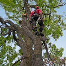 B and M Tree Service - Arborists