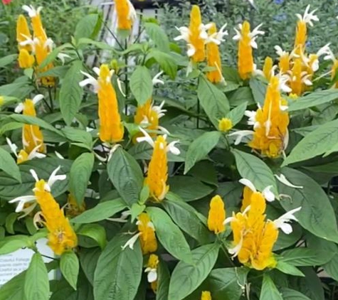 Louisiana Nursery - Baton Rouge, LA