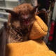 Bats R Us Wildlife Removal Specialist