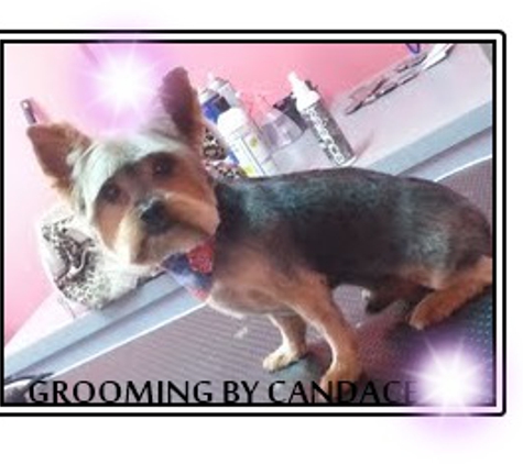 PRISSY POOCH PET GROOMING AN SPA - San Antonio, TX