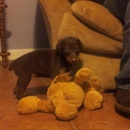 Hughes, Rocky J Dr - Veterinarians