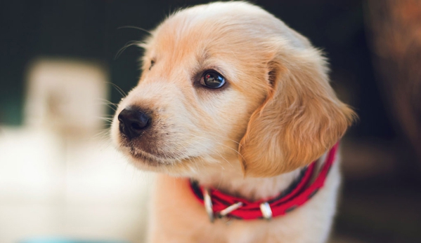 Williams River Veterinary - Clarence Town, NSW