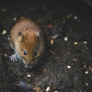 ARQ Pest Control, Inc. - Pest Control Equipment & Supplies