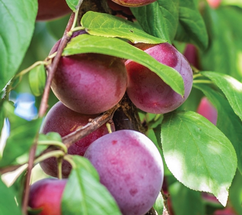 Fleming's Nurseries Pty Ltd - Monbulk, VIC