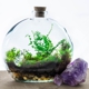 Bottled Blooms Terrariums & Indoor Plants