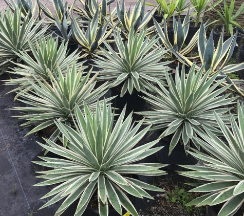 Unique Plants and Palms - Jacksonville, FL