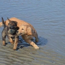 Dog Gone Sensational - Pet Services