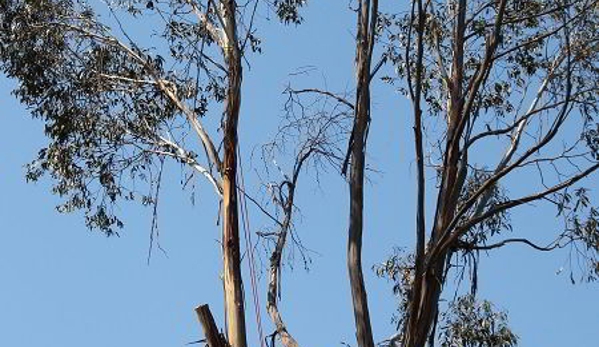 Albury Wodonga Tree & Stump Removal - Staghorn Flat, VIC