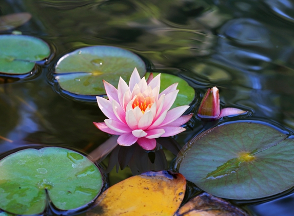 Verne Pershing The Art of Gardening - Placerville, CA. Medium Pond – Fiddletown, CA 2017