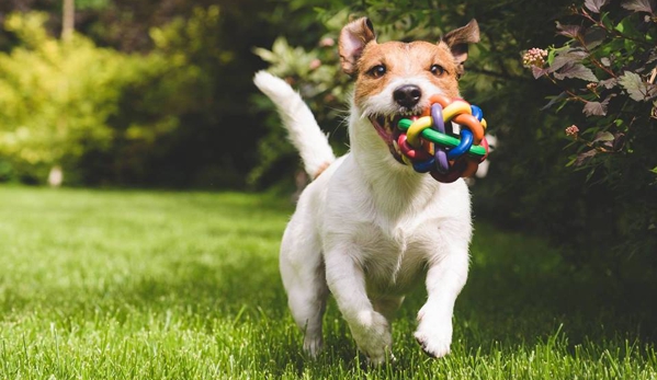 Happy Dog Retreat - Dawsonville, GA