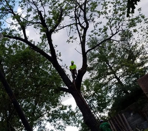 Triple N Tree Service Experts - Paragould, AR