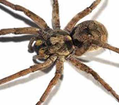 Ballarat Pest Control - Mount Pleasant, VIC