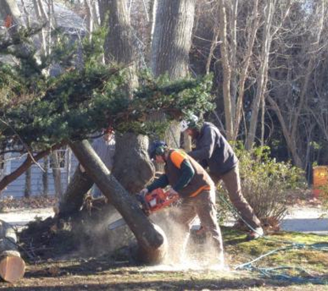 Lincoln Tree Service - New Haven, CT