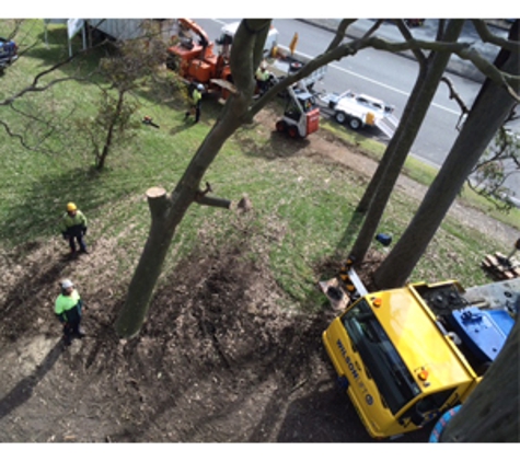 Waratah Professional Tree Care Pty Limited - Warners Bay, NSW