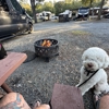 Sally Said So Professional Dog Training W-S gallery