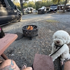 Sally Said So Professional Dog Training W-S